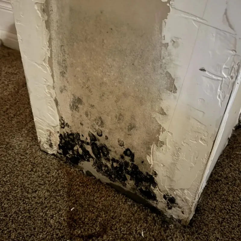 Professional Mold Removal in Kerman, CA